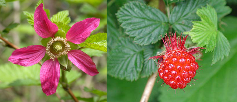 Salmonberry - There are many ovaries in the flower of this plant.  Each ovary develops into a juicy, yummy treat.