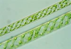 Spirygyra is a filamentous algae (long strings) that has spiral chloroplasts (the part of the cell that takes energy from the sun to make sugar = photosynthesis).