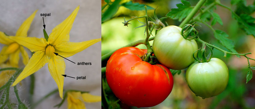 Tomato  - the ovary of a flower develops into a juicy fruit.