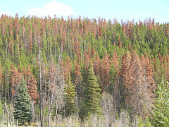 pine beetle, forests, british columbia
