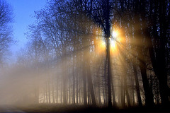 forest, trees, climate, sun