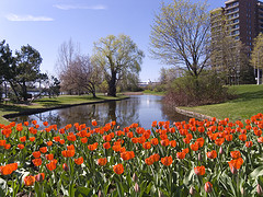 canada, ottawa, spring, capital, tulips