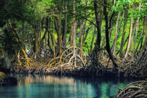 Retrieved from https://www.tentree.com/blog/wp-content/uploads/2014/03/Dominican_republic_Los_Haitises_mangroves-deleted-3a0414f2fa1a4b1def31dcbed956120f-830x553.jpeg
