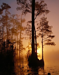 okefenokee-swamp-86611_6401.jpg