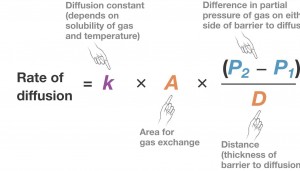 Figure 8.3 in page 169 of "Fundamentals of Physiology"