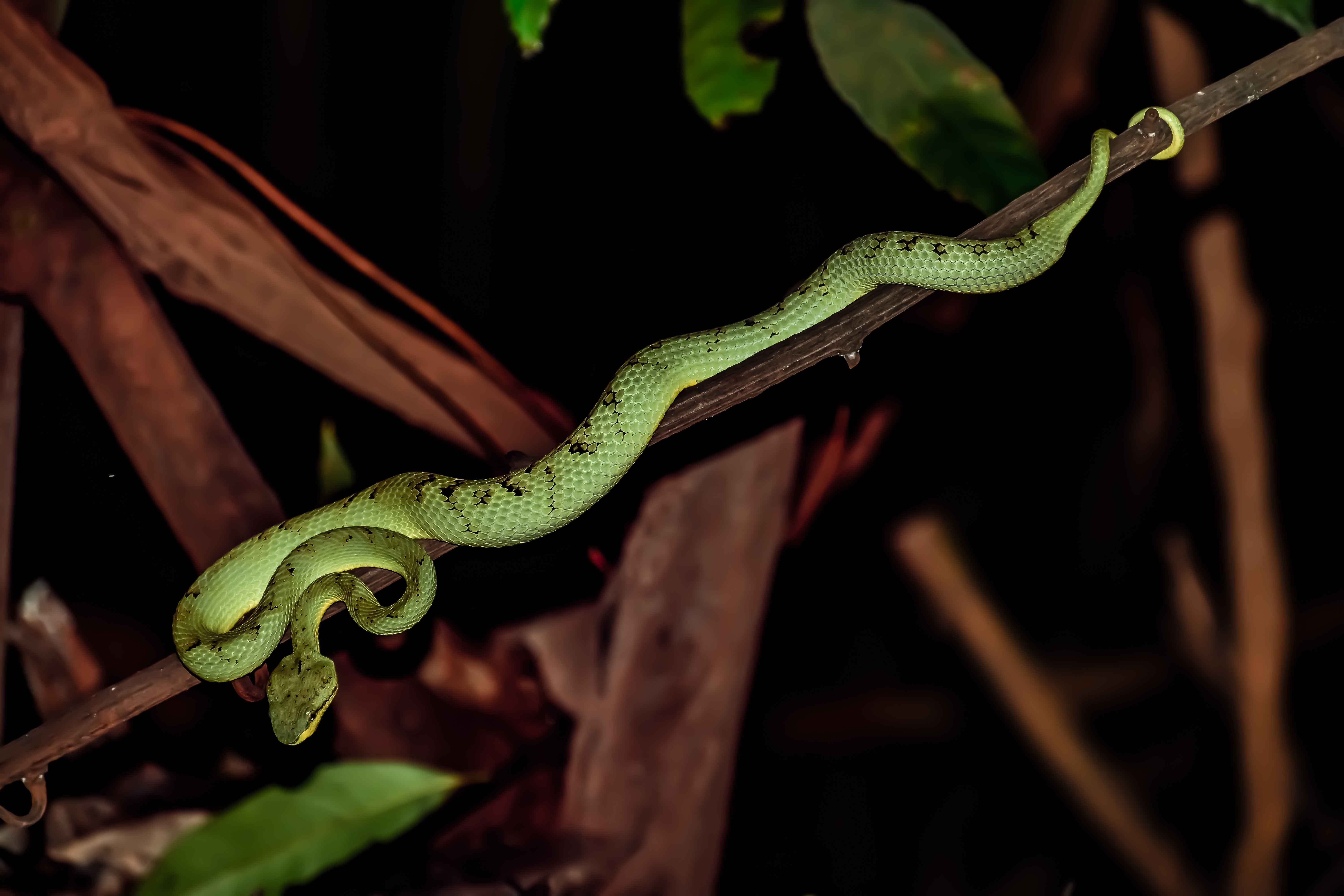 Фобия боязнь змей. Пауки и змеи. Serpent.