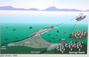 Illustration of how trawling on the B.C. coast has the potential to decimate glass sponge reefs. (photo courtesy: mareco.org)