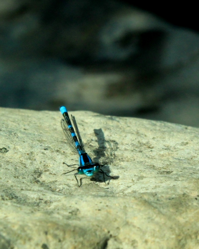 Dragonfly in arms reach. Photo by Maki Sumitani.