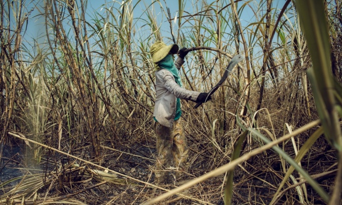 The Guardian's, "Sustainable sugar: Coca-Cola and BP signed up but will it go mainstream?"
