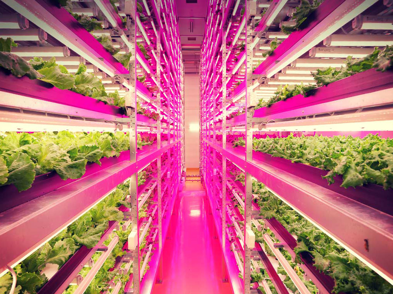 indoor-farm-japan-interior