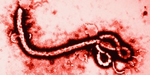 Ebola Virus (Source: HuffingtonPost)