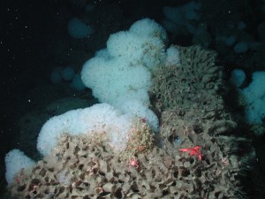 White ruffle sponge (Farrea sp.). Image by NOAA. Public Domain.