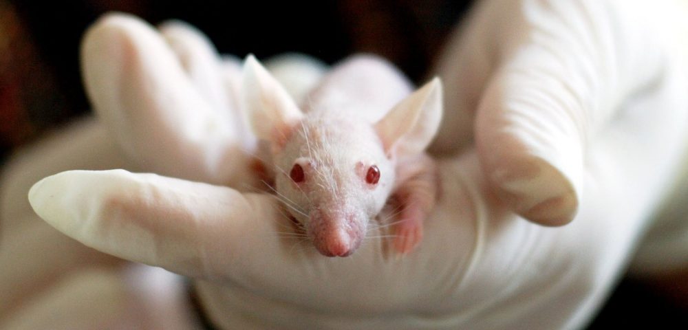 Cosmetic Testing on Animals