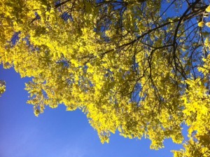 yellow tree blue sky