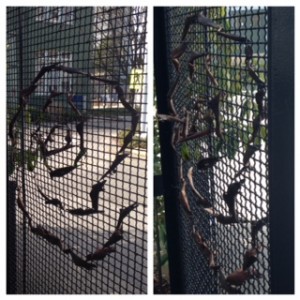picstitch (1)