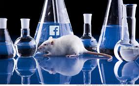 laboratory rats