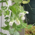 Oregon Sugar Pod flower - June 12