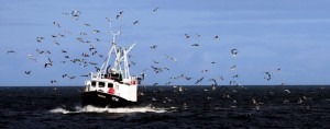 Seabirds following a trawler