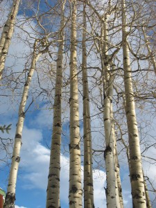 Poplar trees