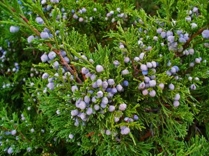 Juniperus_sabina_