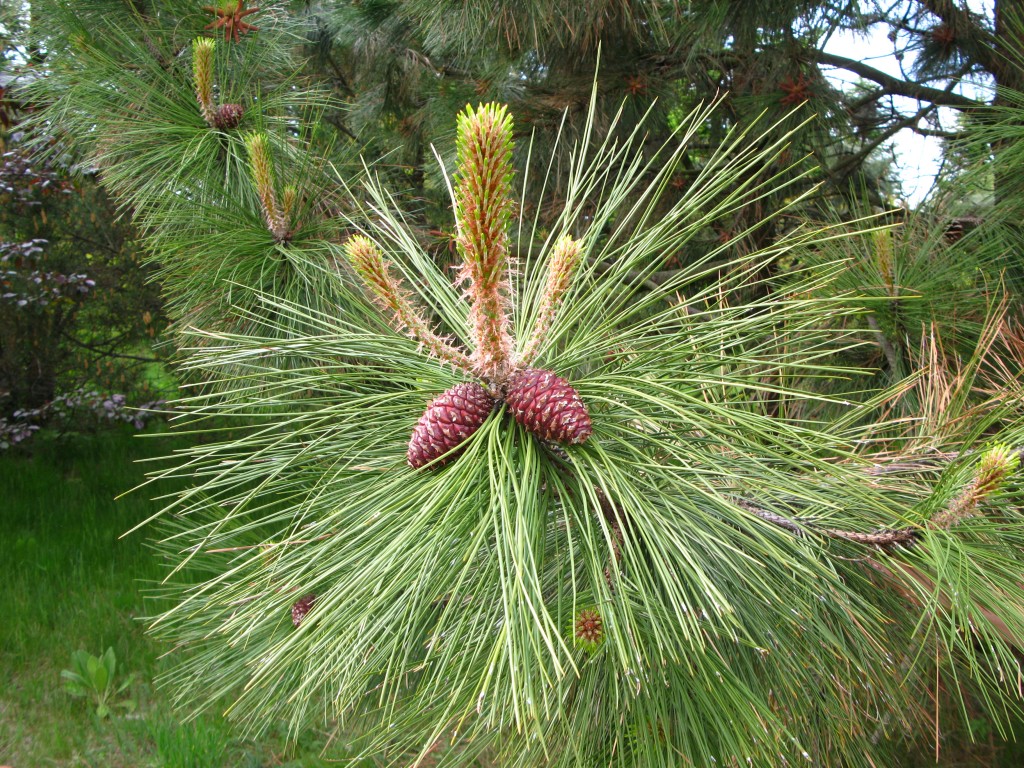 Pinus ponderosa (N) | treesandshrubs2