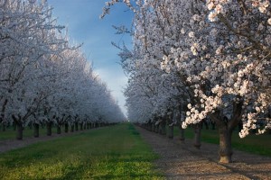 orchard-kelowna