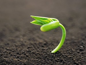 Mencius regarded the four virtues as growing from these predispositions in the way that a plant grows from a sprout.