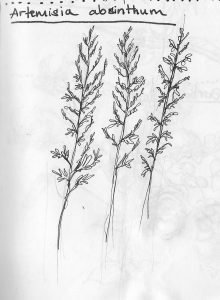 Artemisia absinthum