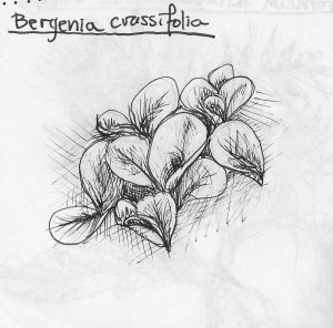 Berginia crassifolia