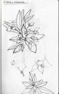 Euphorbia sikkimense