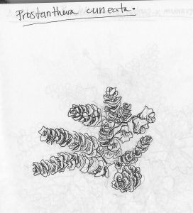 Prostanthera cuneata