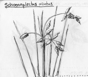 Schoenoplectus acutus