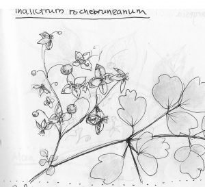Thalictrum rochebruneanum