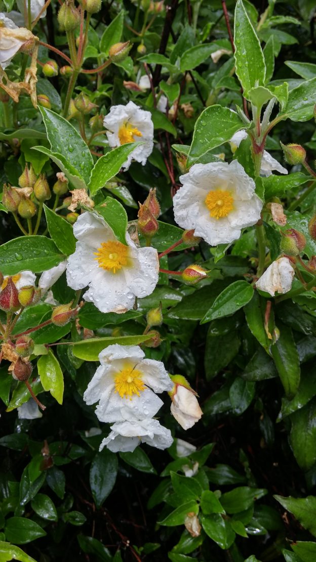 Cistus laurifolius | Vancouver Herbaceous Plants