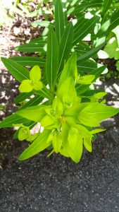 Euphorbia sikkamense inflorescence