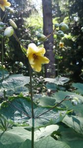 Waxy yellow bell flower of K.palmata