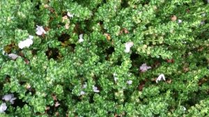 Prostanthera cuneata foliage