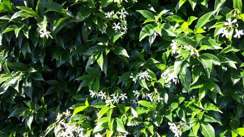 Trachelospermum Jasminoides Vancouver Herbaceous Plants