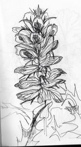 acanthus hungaricus