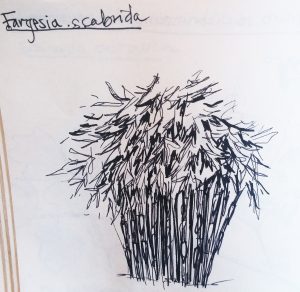 fargesia scabrida sketch
