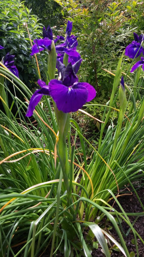 Iris latifolia | Vancouver Herbaceous Plants