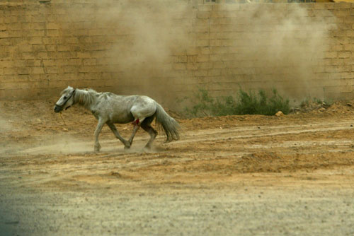 iraq-horse.jpg