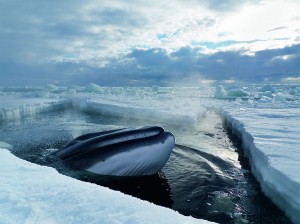 Courtesy of BBC Earth Frozen Planet, a majestic minke whale in the Ross Sea coming to the surface to breathe.