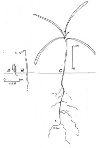  Atriplex L. - saltbush