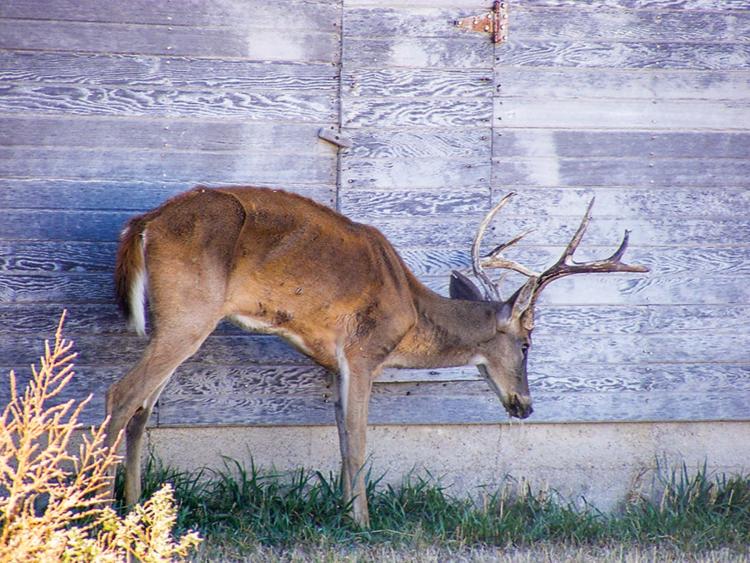 17-CWD-Mike-Hopper,-Kansas-Dept.-of-Wildlife,-Parks-and-TourismCMYK_0