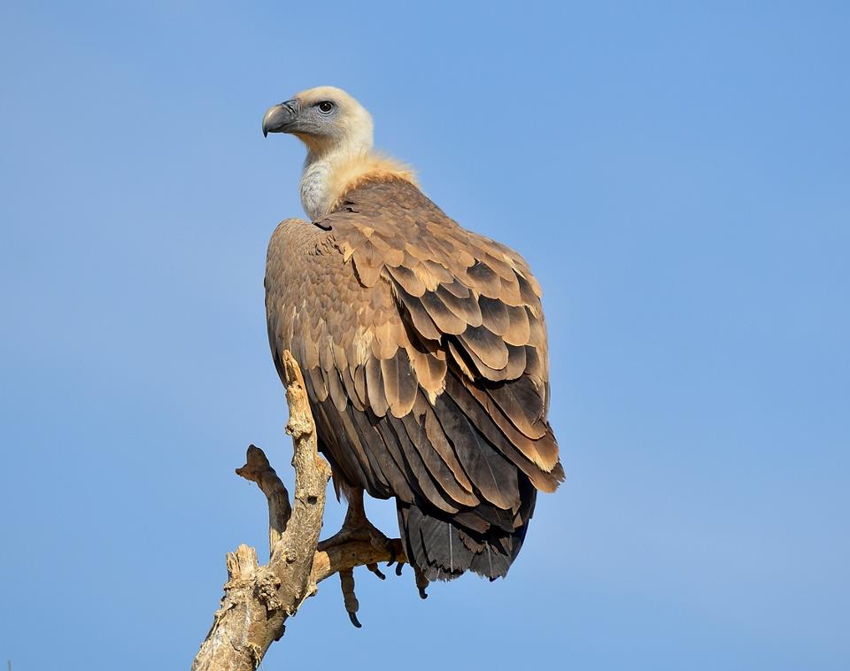 17-birding-murcia-sudhir-garg-eurasian-griffon-vulture