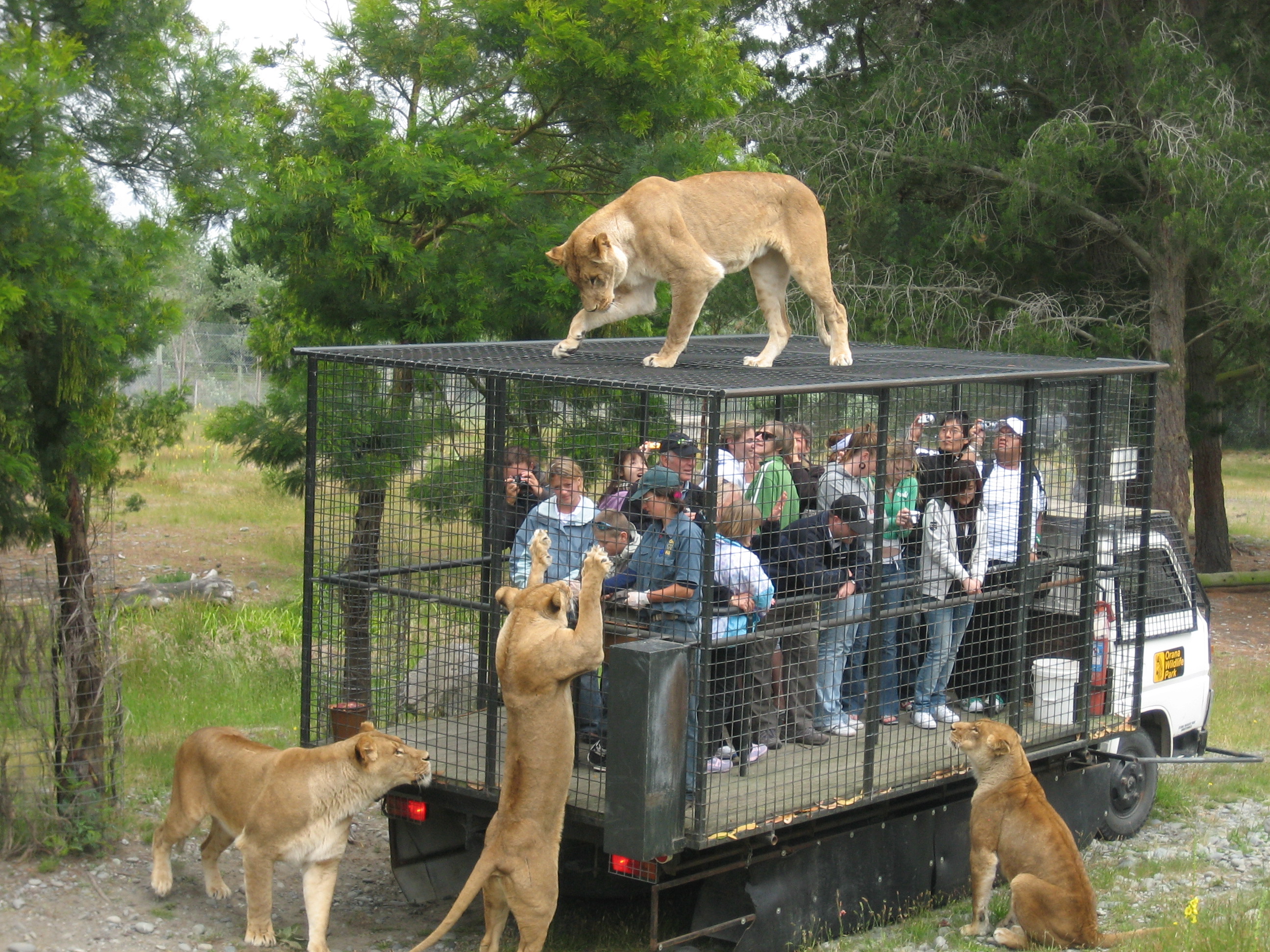 Orana_Wildlife_Park_feeding_lions