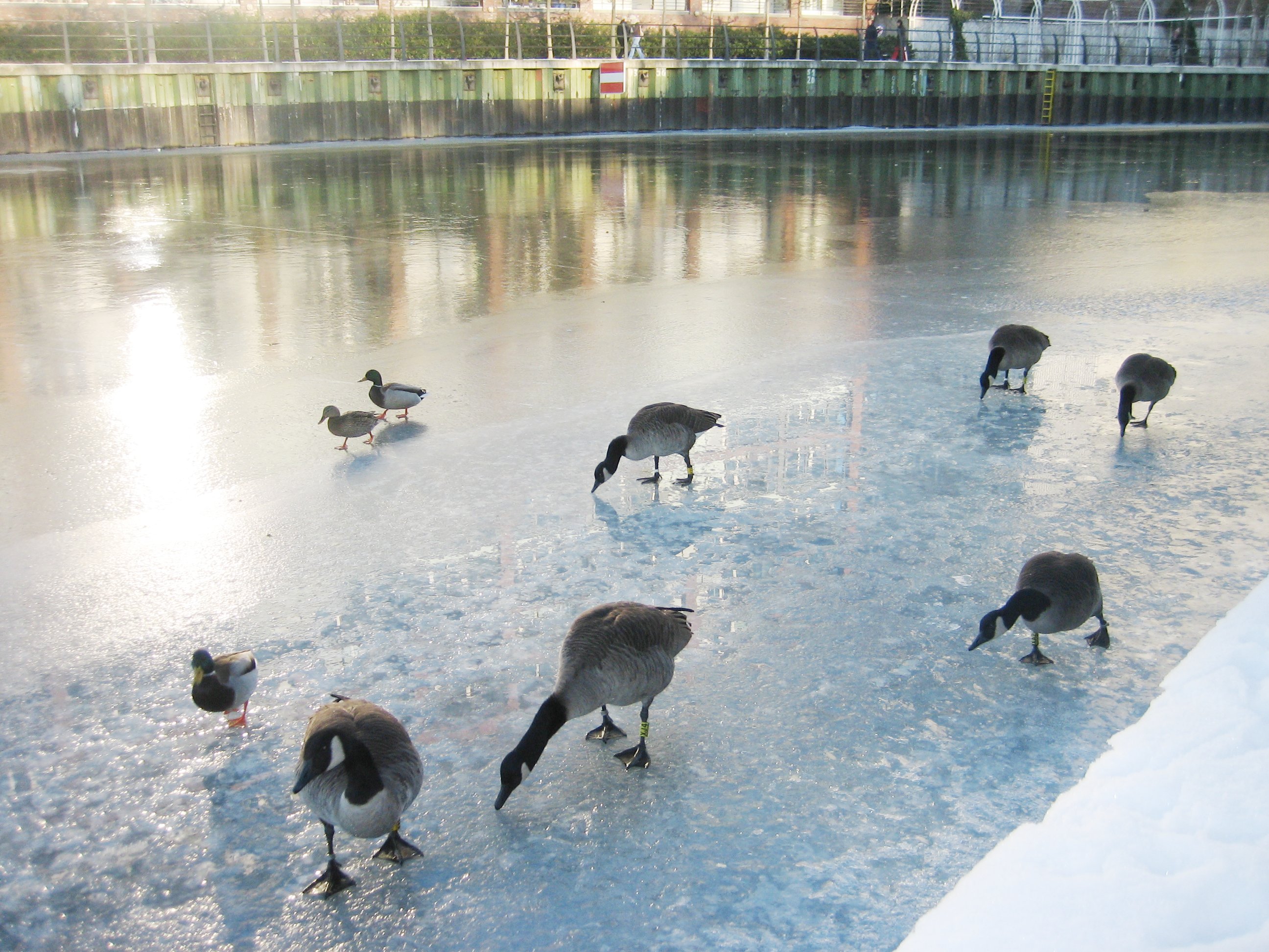Swarm_of_Canada_geese_in_winter