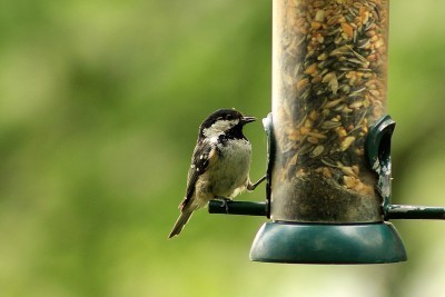 bird-feeder1-400x267