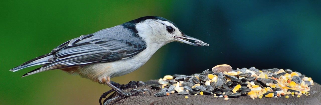 Wildlife Feeding: Is it Really that Harmful?